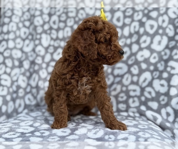 Medium Photo #8 Cock-A-Poo Puppy For Sale in LAKELAND, FL, USA