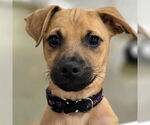Small #1 Mutt