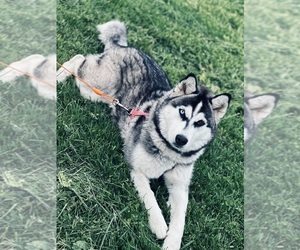 Alaskan Malamute Dogs for adoption in FAIRFIELD, CA, USA