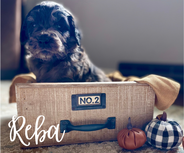 Medium Photo #3 Goldendoodle Puppy For Sale in BUFFALO, MO, USA