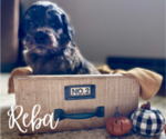 Small #2 Goldendoodle