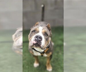 American Pit Bull Terrier-Unknown Mix Dogs for adoption in Lakewood, CO, USA