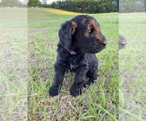 Medium Photo #6 Doodle-Goldendoodle Mix Puppy For Sale in DADE CITY, FL, USA