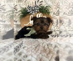 Small Photo #7 Yorkshire Terrier Puppy For Sale in BARNETT, MO, USA