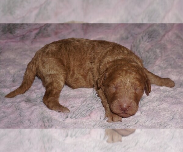 Medium Photo #1 Labradoodle mix (+ Poodle Standard) Puppy For Sale in LA HABRA, CA, USA