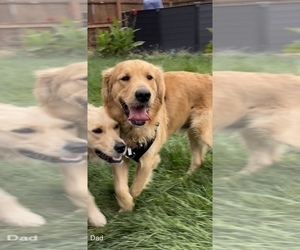 Father of the Golden Retriever puppies born on 11/08/2022