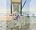 Small #1 Poodle (Miniature) Mix