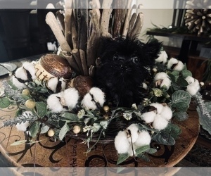 Yorkshire Terrier Puppy for sale in HAYWARD, CA, USA