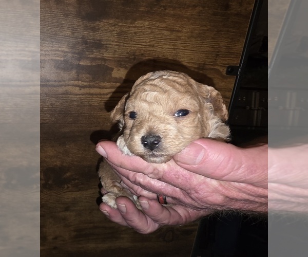Medium Photo #6 Poodle (Toy) Puppy For Sale in DYERSBURG, TN, USA