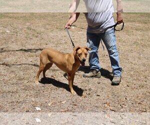 Sheprador Dogs for adoption in Bandera, TX, USA