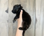 Puppy Dark Green German Shepherd Dog