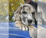 Small #2 Daniff-Neapolitan Mastiff Mix