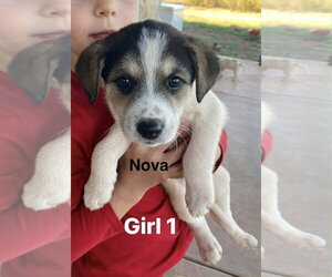 Great Pyrenees-Unknown Mix Dogs for adoption in Winter Park, CO, USA