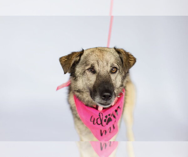 Medium Photo #5 Norwegian Elkhound-Unknown Mix Puppy For Sale in Newport Beach, CA, USA