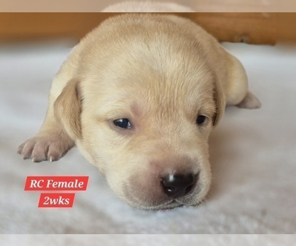 Medium Photo #139 Labrador Retriever Puppy For Sale in EDGEWOOD, TX, USA