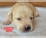 Small Photo #139 Labrador Retriever Puppy For Sale in EDGEWOOD, TX, USA
