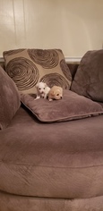 Maltipoo Puppy for sale in ROCKY MOUNT, NC, USA
