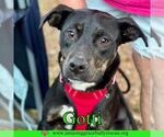 Small #18 Rottweiler-American Pit Bull Terrier