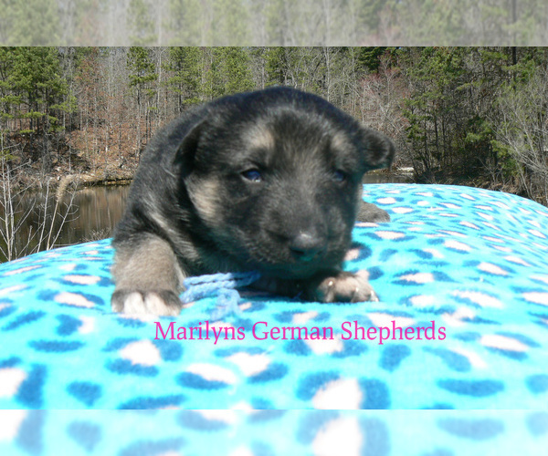 Medium Photo #6 German Shepherd Dog Puppy For Sale in PIEDMONT, MO, USA