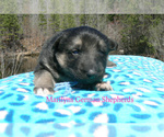 Small #5 German Shepherd Dog