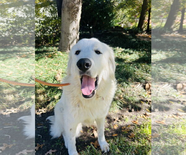 Medium Photo #8 Great Pyrenees Puppy For Sale in Spring, TX, USA