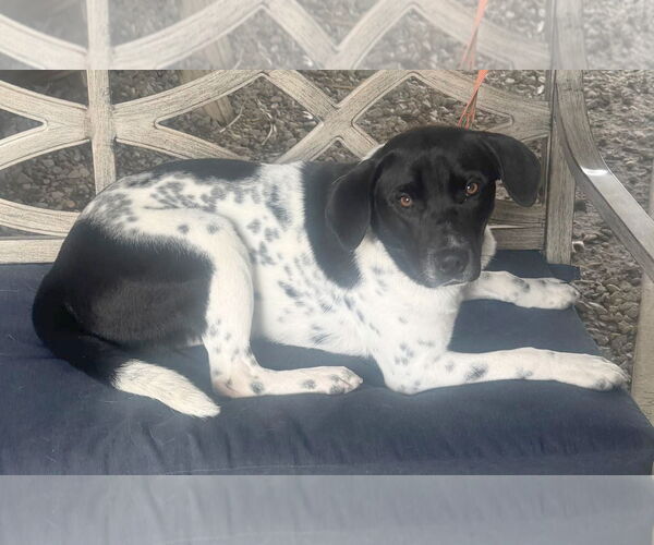 Medium Photo #2 Pointer-Unknown Mix Puppy For Sale in Minneapolis, MN, USA