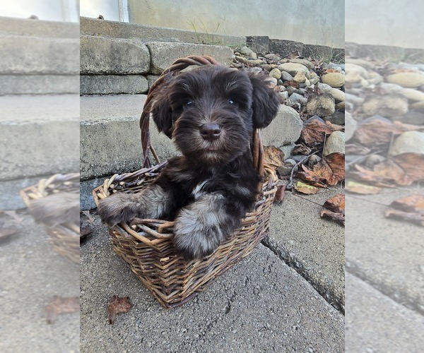 Medium Photo #1 Schnauzer (Miniature) Puppy For Sale in THAXTON, VA, USA