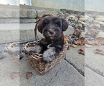 Image preview for Ad Listing. Nickname: Boy