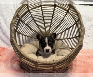 American Corgi Litter for sale in CANAL WINCHESTER, OH, USA