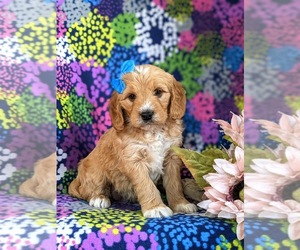 Goldendoodle (Miniature) Puppy for sale in QUARRYVILLE, PA, USA