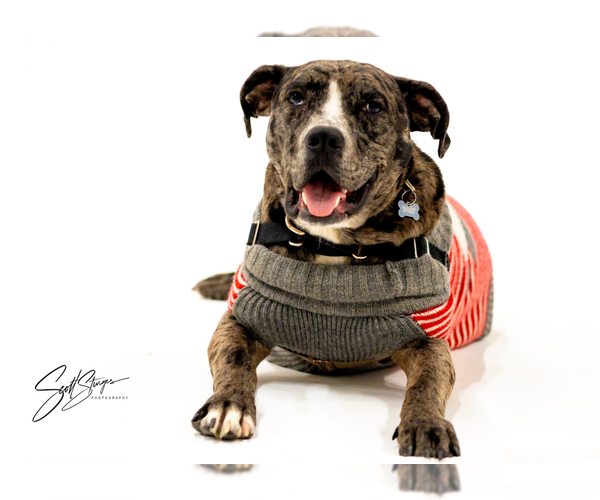Medium Photo #1 Catahoula Leopard Dog-Unknown Mix Puppy For Sale in Brooklyn Center, MN, USA