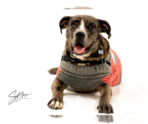 Catahoula Leopard Dog-Unknown Mix Dogs for adoption in Brooklyn Center, MN, USA