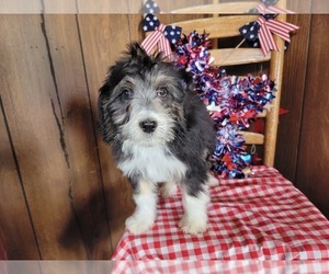 Medium Bernedoodle (Miniature)