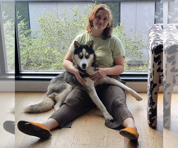 Medium Photo #11 Siberian Husky Puppy For Sale in Shermans Dale, PA, USA