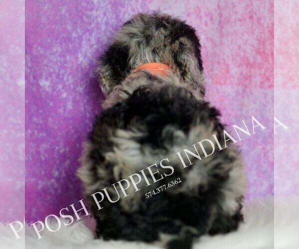 Medium Photo #92 Poodle (Miniature) Puppy For Sale in WARSAW, IN, USA