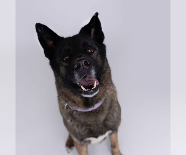 Medium Photo #7 Siberian Husky-Unknown Mix Puppy For Sale in Fargo, ND, USA