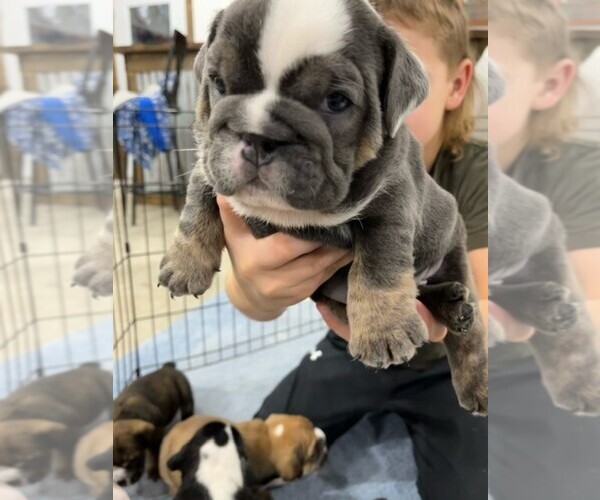 Medium Photo #1 Bulldog Puppy For Sale in PELLA, IA, USA