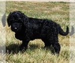Small Photo #5 Goldendoodle Puppy For Sale in KANSAS CITY, MO, USA