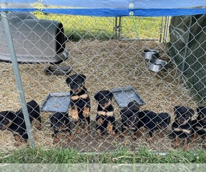 Rottweiler Puppy for sale in COLUMBIA, KY, USA