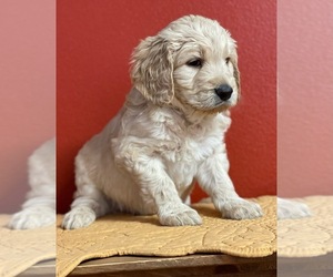 Golden Mountain Doodle  Puppy for sale in FARMINGTON, NM, USA