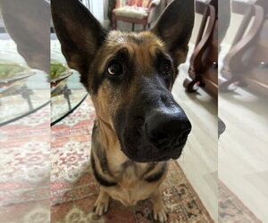 German Shepherd Dog Dogs for adoption in Centreville, VA, USA