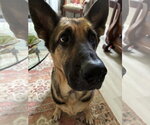 Small German Shepherd Dog