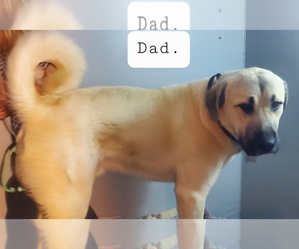 Medium Photo #10 Kangal Dog Puppy For Sale in SILVER LAKE, OR, USA