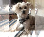 Small #4 Maltese Mix