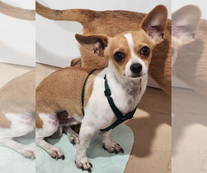 Chihuahua Dogs for adoption in Walnutport, PA, USA