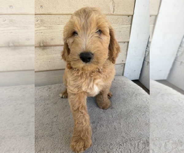 Medium Photo #3 Goldendoodle Puppy For Sale in OAKLAND, CA, USA