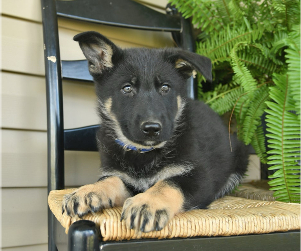 Medium Photo #17 German Shepherd Dog Puppy For Sale in DAVENPORT, FL, USA