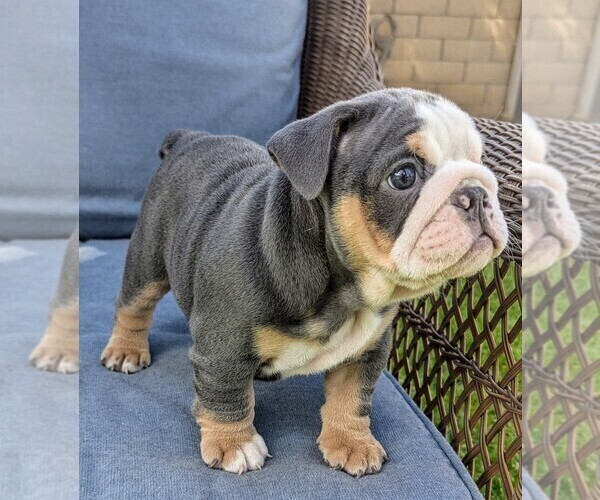 Medium Photo #1 English Bulldog Puppy For Sale in RIVERSIDE, CA, USA