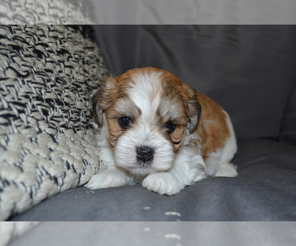 Medium Photo #9 Mal-Shi Puppy For Sale in GREENWOOD, WI, USA