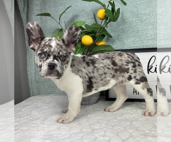 Medium Photo #4 French Bulldog Puppy For Sale in FRANKLIN, IN, USA